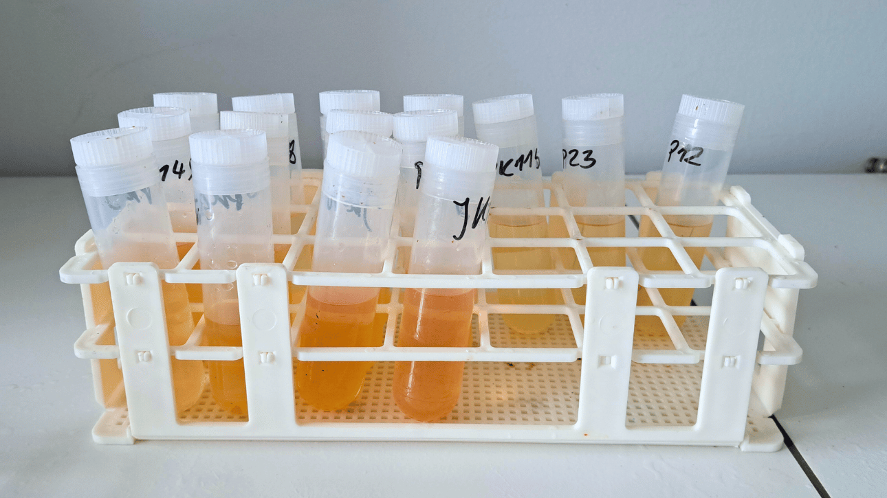 Ocena cech jakościowych słodu